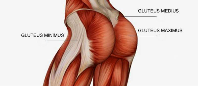 Muscles Of The Butt 26
