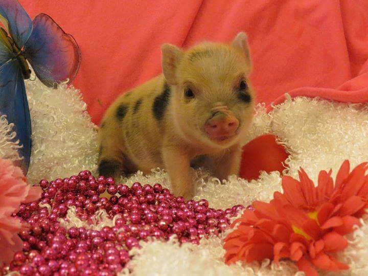 The Hidden Power Of Teacup Pigs as Pets How They Touch Women Lives