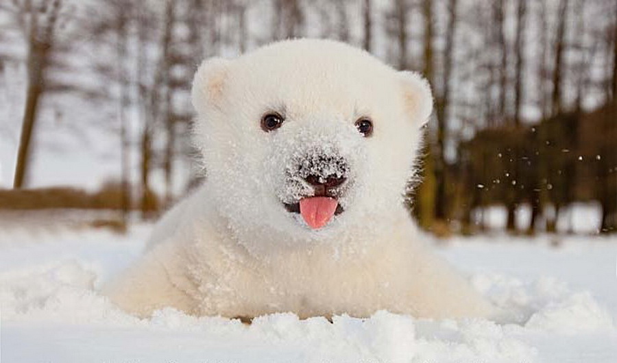 Irresistible-Animals-Getting-First-Play-In-Snow-1