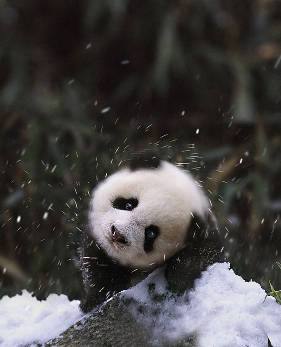 Irresistible-Animals-Getting-First-Play-In-Snow-10