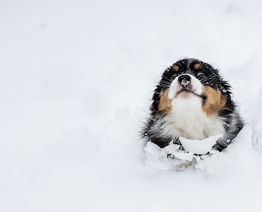 Irresistible-Animals-Getting-First-Play-In-Snow-14