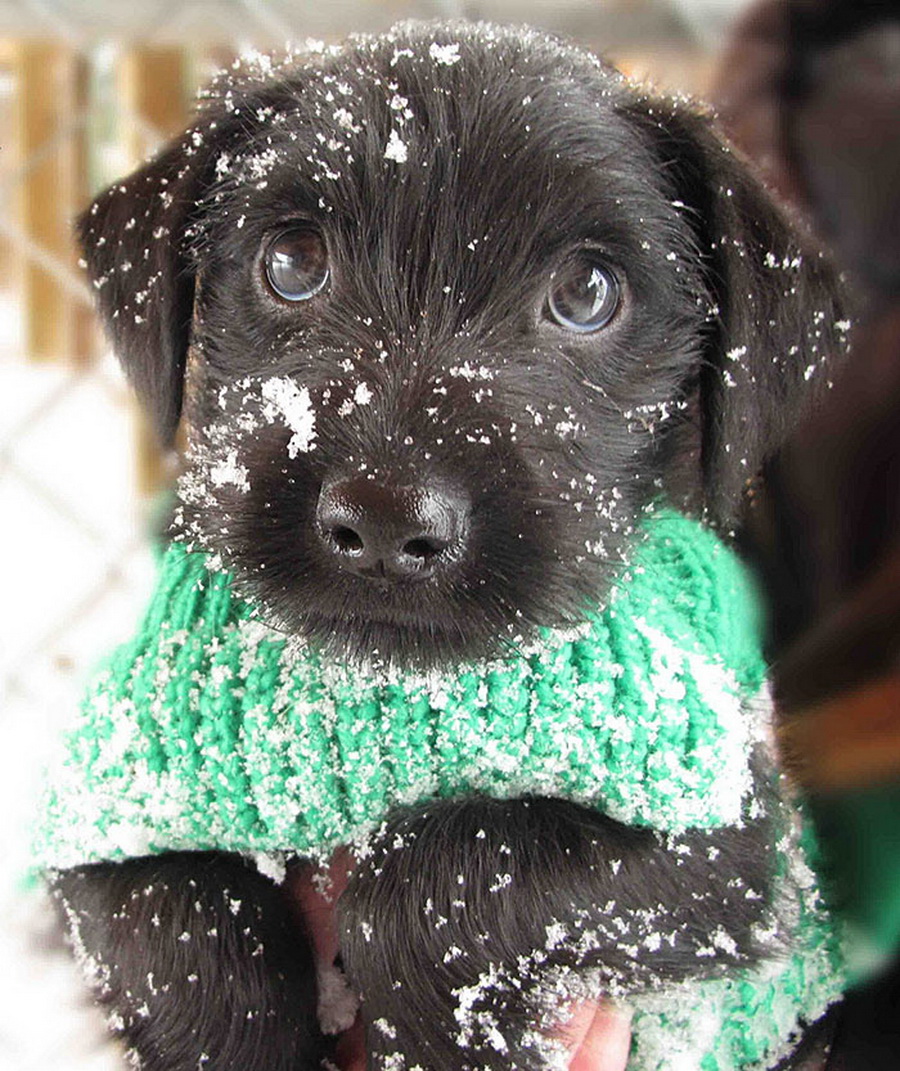 Irresistible-Animals-Getting-First-Play-In-Snow-19
