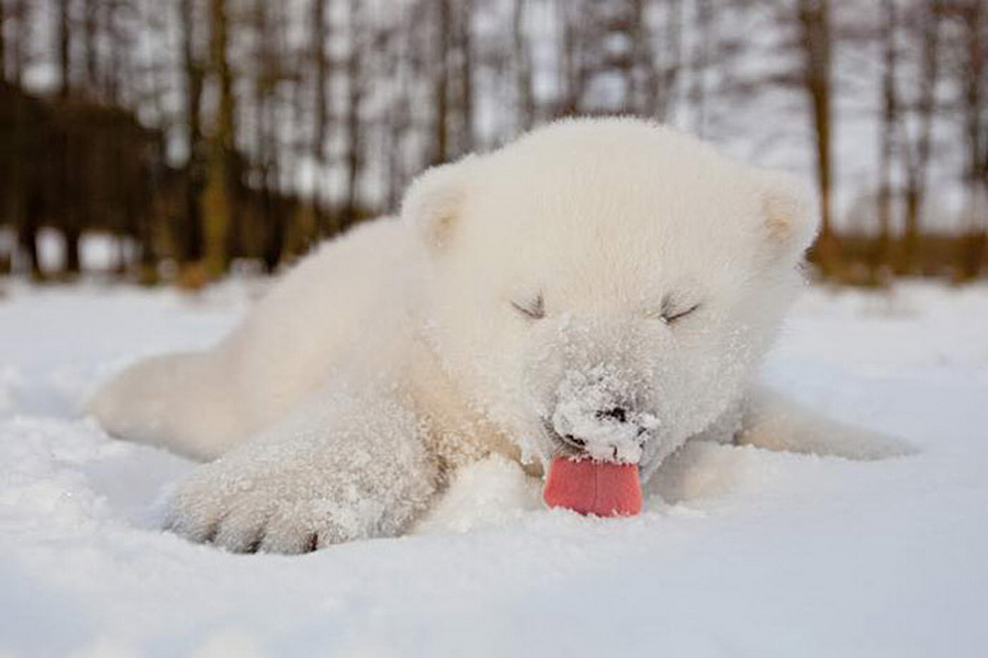 Irresistible-Animals-Getting-First-Play-In-Snow-2