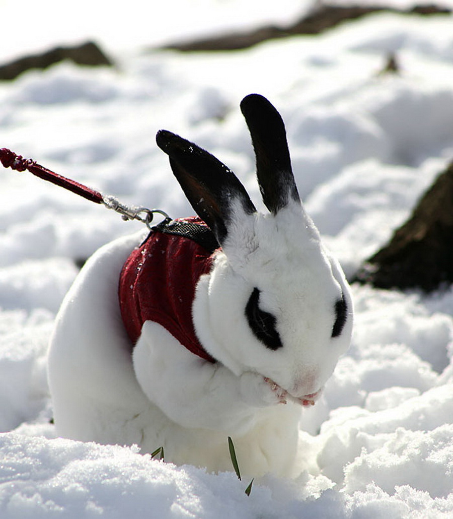 Irresistible-Animals-Getting-First-Play-In-Snow-20