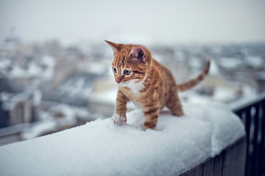 Irresistible-Animals-Getting-First-Play-In-Snow-21