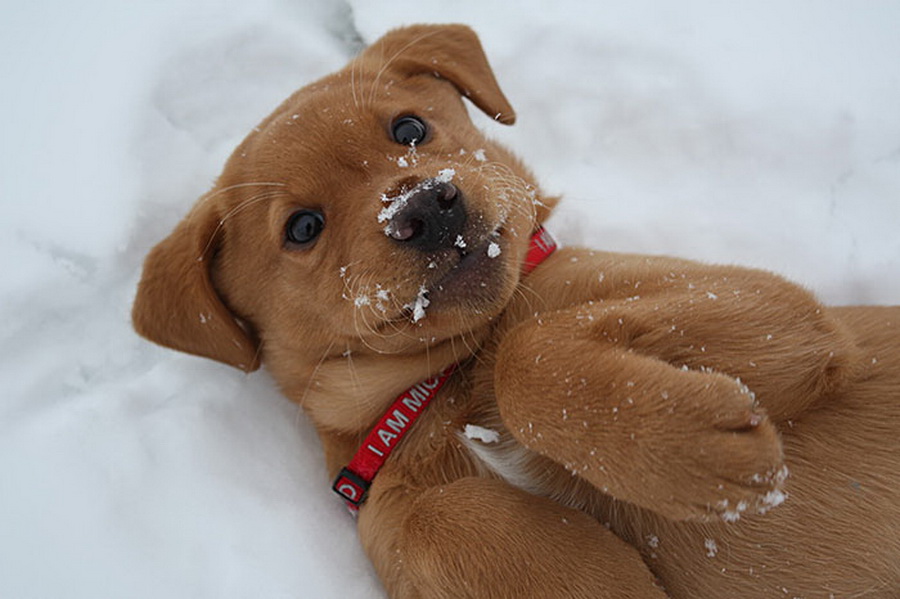 Irresistible-Animals-Getting-First-Play-In-Snow-22