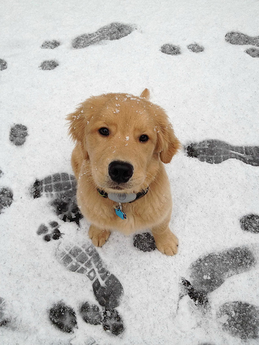 Irresistible-Animals-Getting-First-Play-In-Snow-25