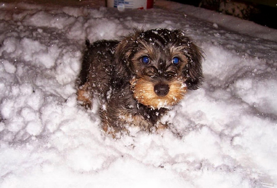 Irresistible-Animals-Getting-First-Play-In-Snow-27