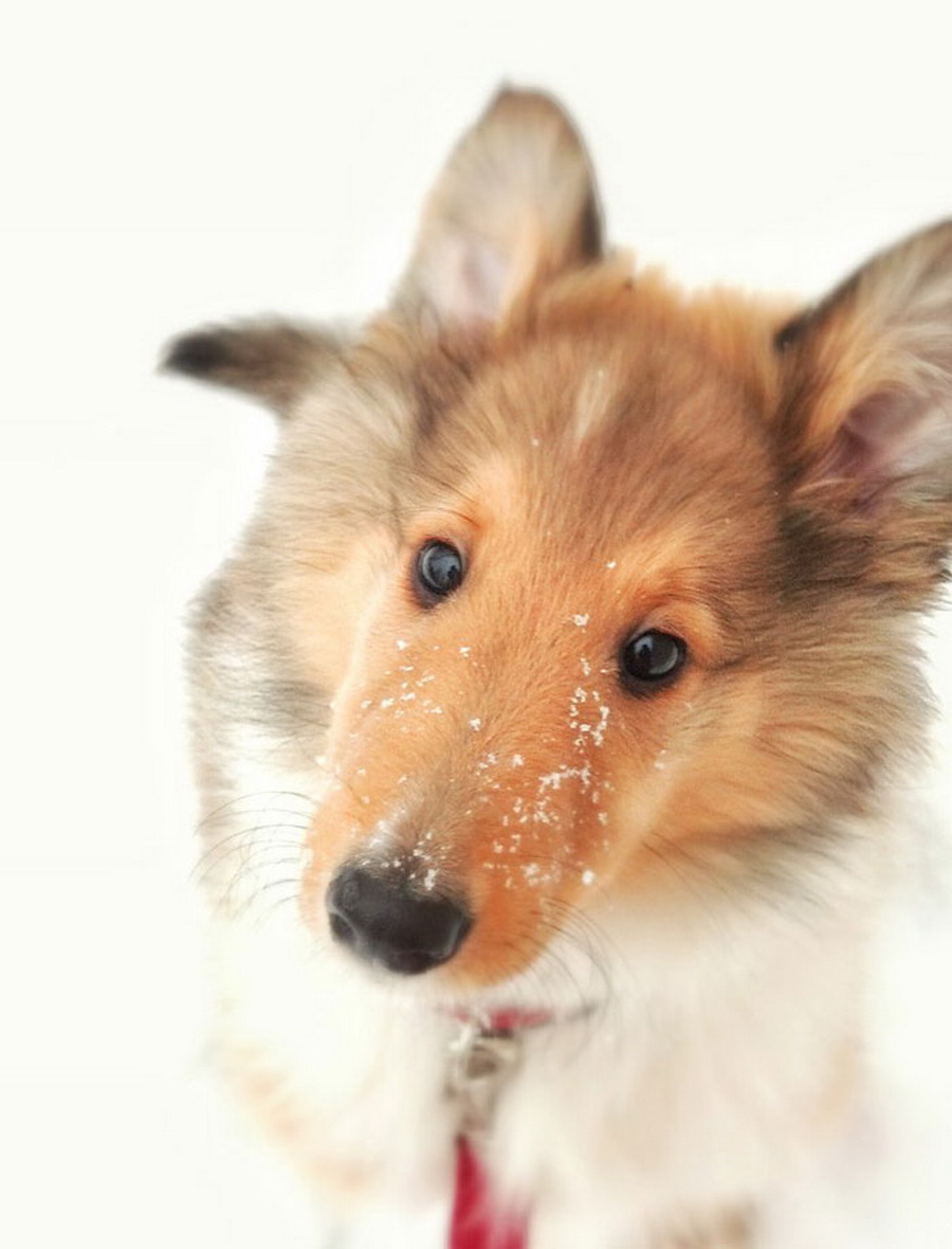 Irresistible-Animals-Getting-First-Play-In-Snow-28
