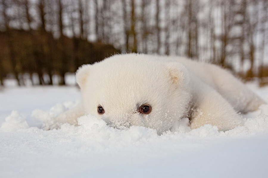 Irresistible-Animals-Getting-First-Play-In-Snow-3