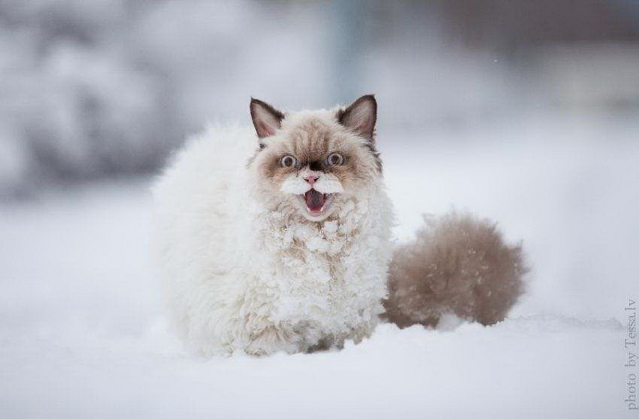 Irresistible-Animals-Getting-First-Play-In-Snow-5