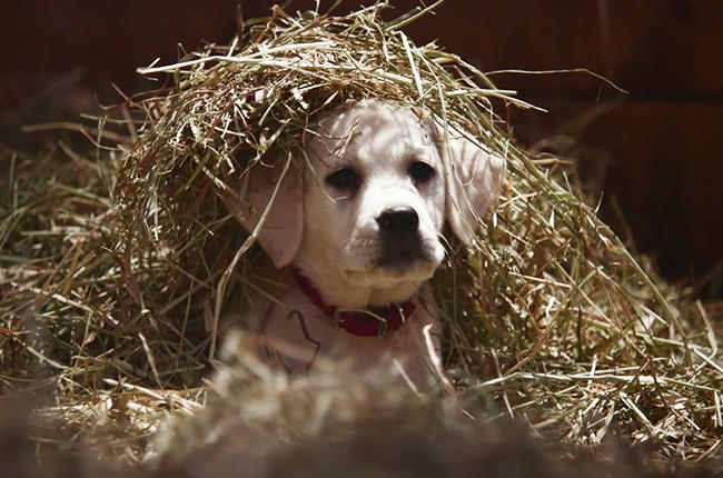 Budweiser-Super-Bowl-Commercial-Lost Dog-for-2015-1