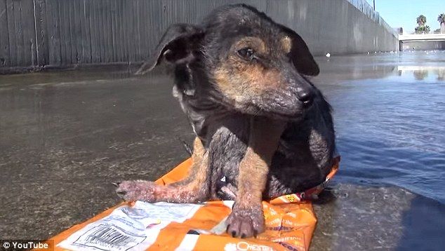 A-Heartbreaking-Video-Rescuing-the-Puppy-with-Sawn-off-Leg-2