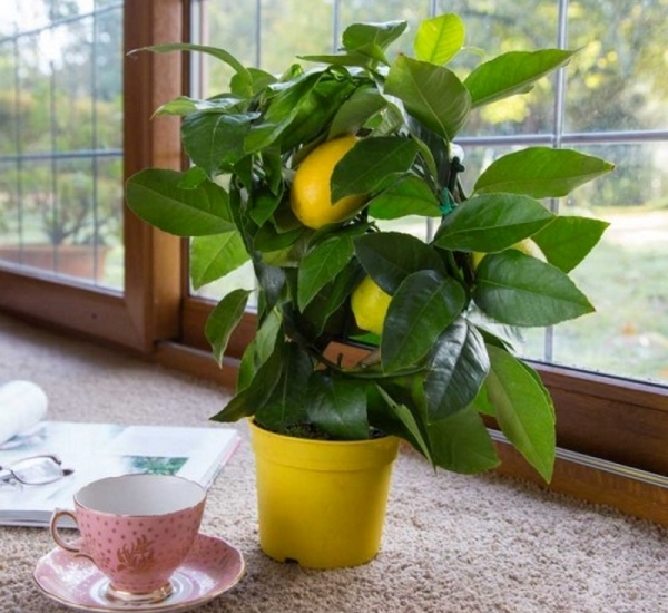 Grow-Your-Own-Lemon-Tree-From-Seed-1