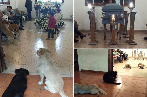 Heart-melting-Story-Homeless-Dogs-at-the-Funeral-of-the-Woman-Who-Fed-Them-1