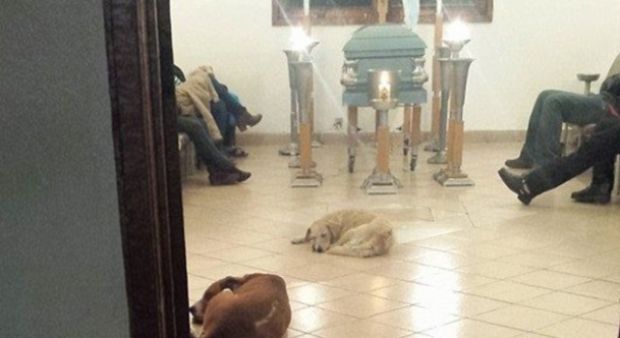 Heart-melting-Story-Homeless-Dogs-at-the-Funeral-of-the-Woman-Who-Fed-Them-3