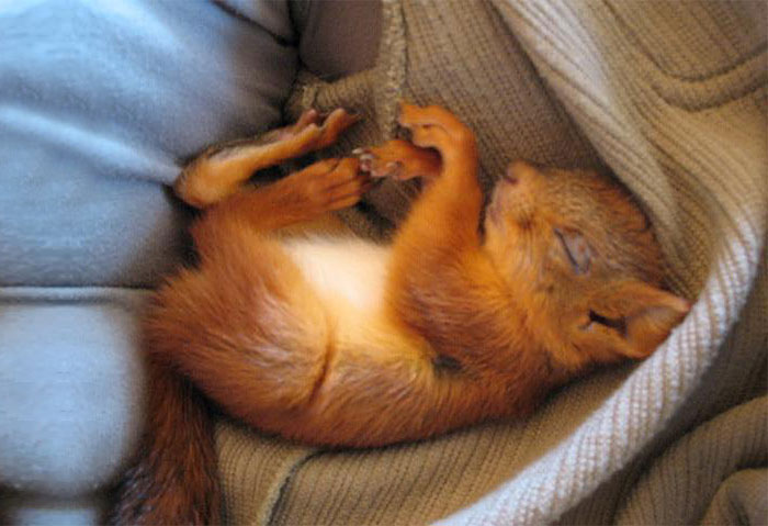 An-Injured-Baby-Squirrel-Adopted-by-Humans-1