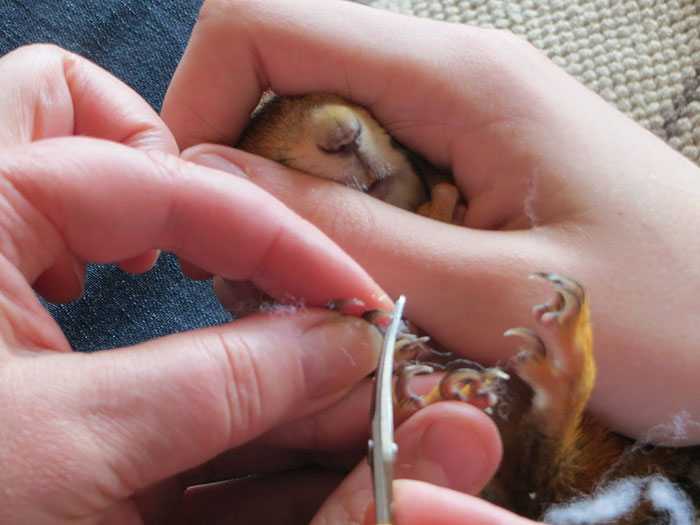 An-Injured-Baby-Squirrel-Adopted-by-Humans-15