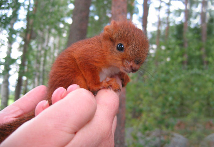 An-Injured-Baby-Squirrel-Adopted-by-Humans-2
