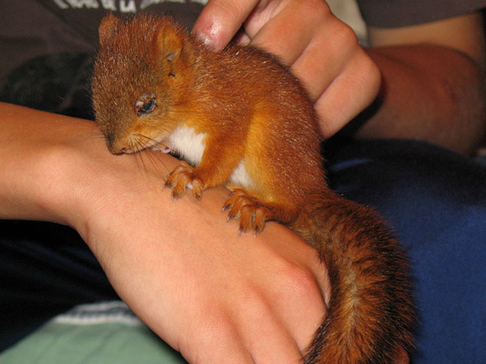 An-Injured-Baby-Squirrel-Adopted-by-Humans-3