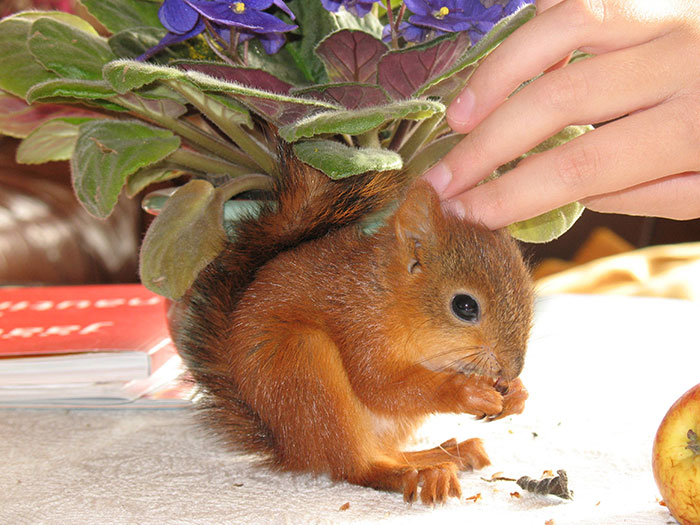 An-Injured-Baby-Squirrel-Adopted-by-Humans-5