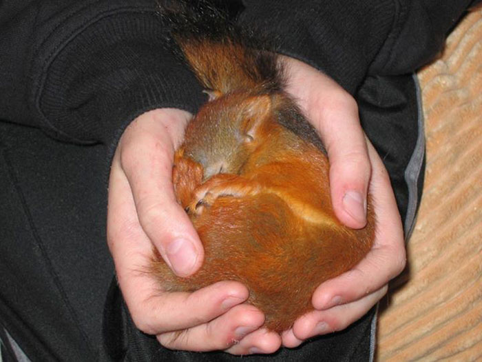 An-Injured-Baby-Squirrel-Adopted-by-Humans-6