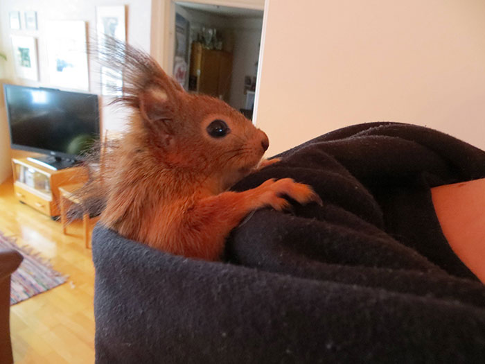 An-Injured-Baby-Squirrel-Adopted-by-Humans-8