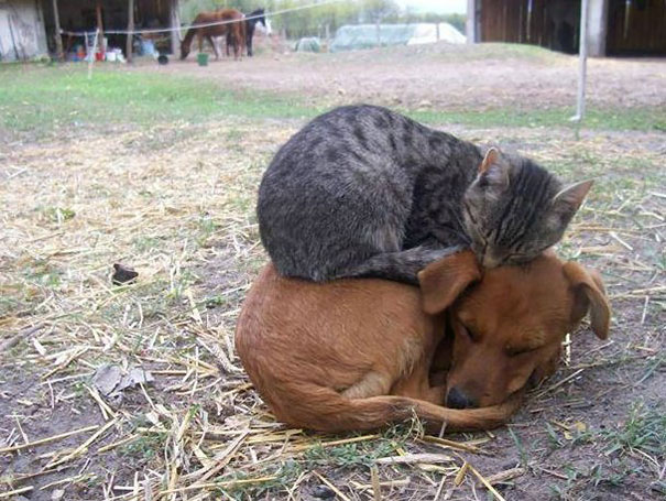 Cute-Pictures-of-Animals-that-Love-Warmth-More-Than-Anything-11