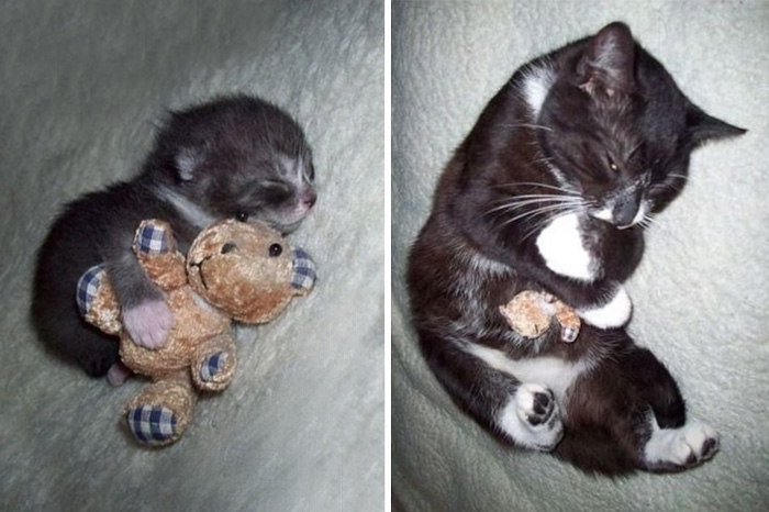 Before-and-After-Photos-Pets-Growing-Up-With-Their-Toys-1