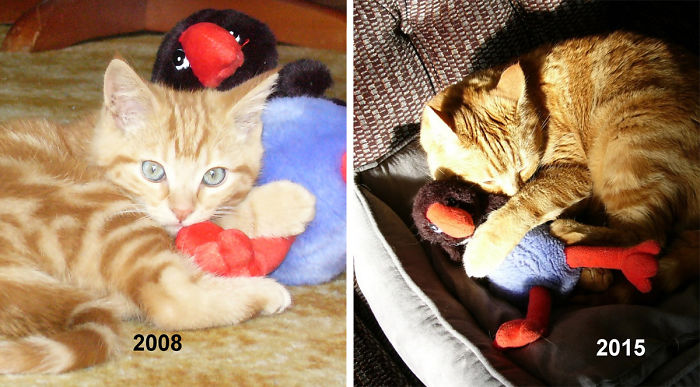 Before-and-After-Photos-Pets-Growing-Up-With-Their-Toys-10