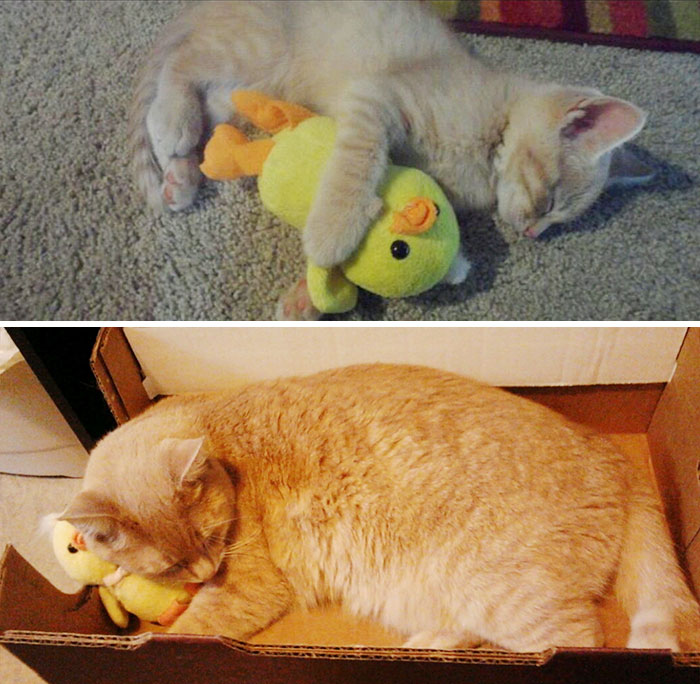 Before-and-After-Photos-Pets-Growing-Up-With-Their-Toys-2