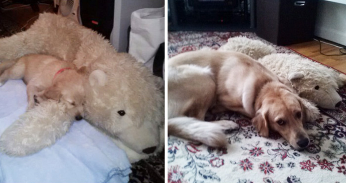 Before-and-After-Photos-Pets-Growing-Up-With-Their-Toys-3