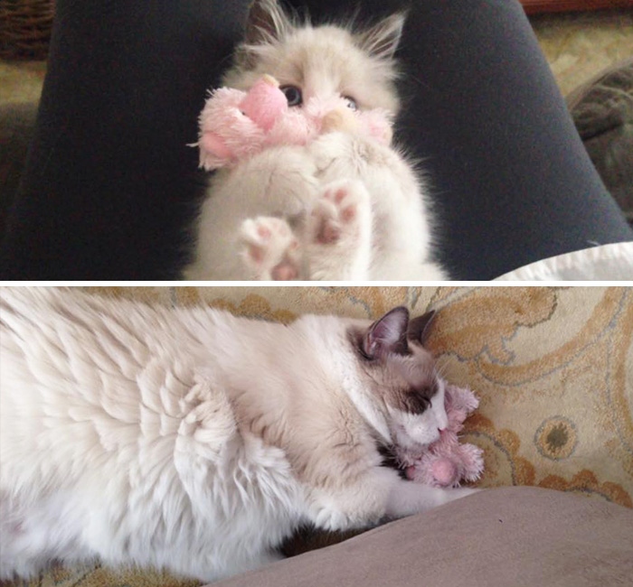 Before-and-After-Photos-Pets-Growing-Up-With-Their-Toys-4