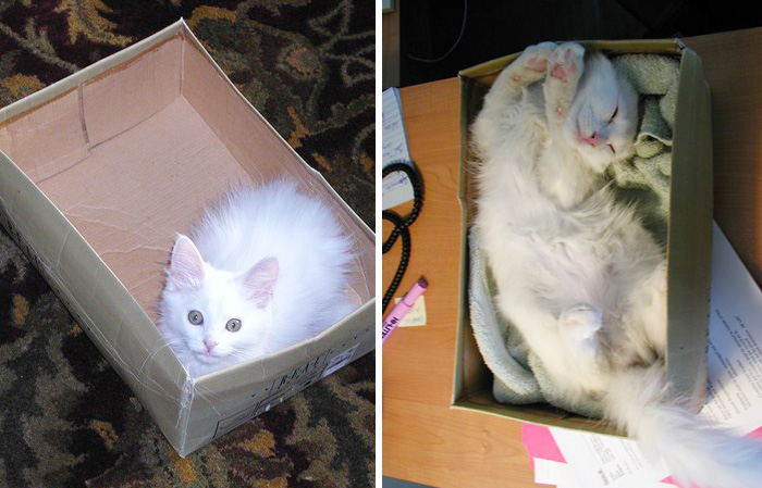 Before-and-After-Photos-Pets-Growing-Up-With-Their-Toys-5