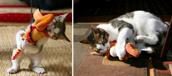 Before-and-After-Photos-Pets-Growing-Up-With-Their-Toys-6
