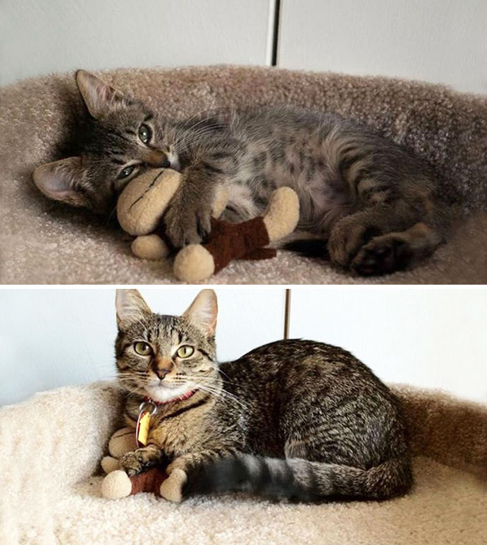 Before-and-After-Photos-Pets-Growing-Up-With-Their-Toys-7