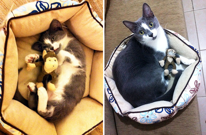 Before-and-After-Photos-Pets-Growing-Up-With-Their-Toys-8