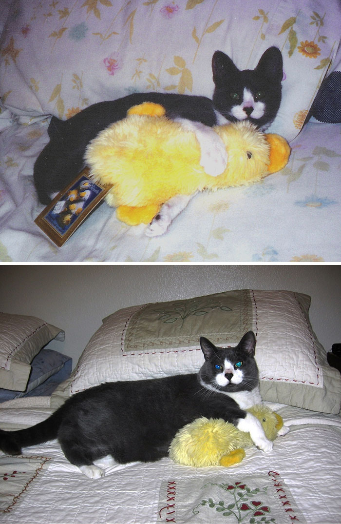 Before-and-After-Photos-Pets-Growing-Up-With-Their-Toys-9