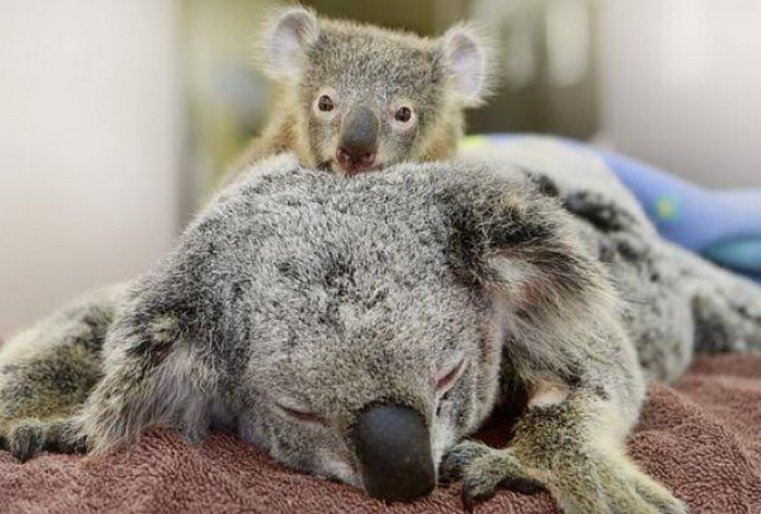 A Heartwarming Photo: Baby Koala Stays by Her Mother’s Side During Her Surg...