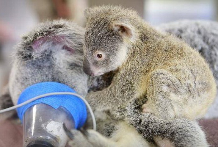 A-Heartwarming-Photo-Baby-Koala-Stays-by-Her-Mother’s-Side-During-Her-Surgery-1