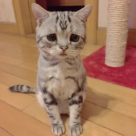 Isn’t-This-the-Saddest-Cat-You’ve-Ever-Seen-1