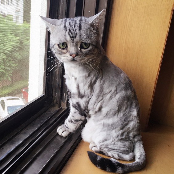 Isn’t-This-the-Saddest-Cat-You’ve-Ever-Seen-4