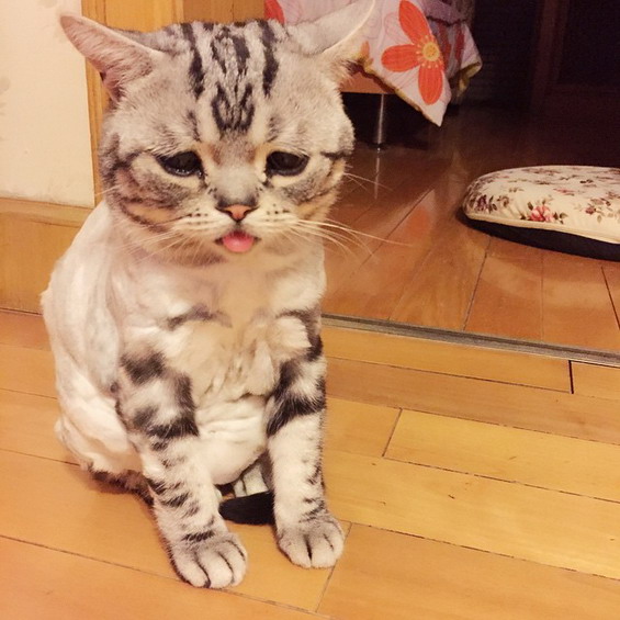 Isn’t-This-the-Saddest-Cat-You’ve-Ever-Seen-5