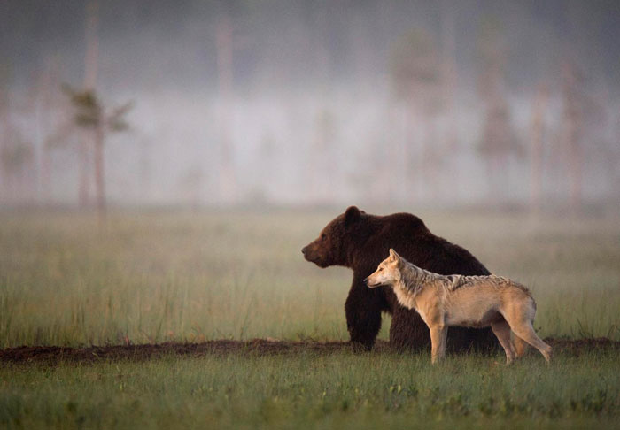 Extraordinary-Friendship-Between-a-Bear-and-a-Wolf-1