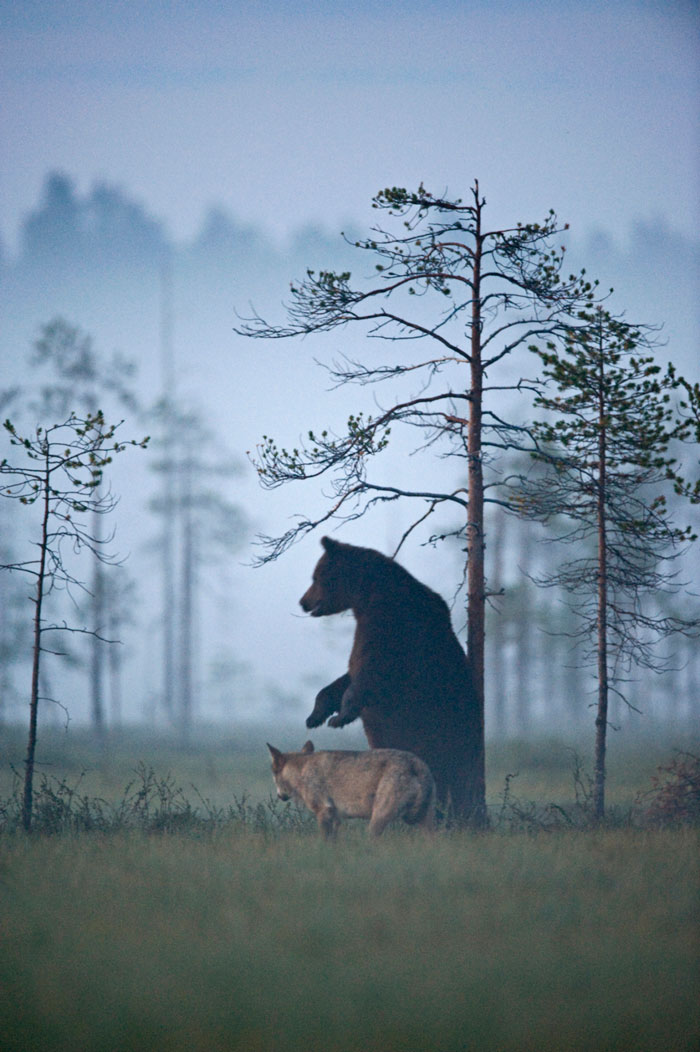 Extraordinary-Friendship-Between-a-Bear-and-a-Wolf-10