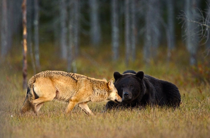 Extraordinary-Friendship-Between-a-Bear-and-a-Wolf-2