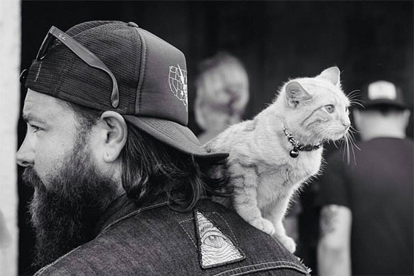 A-Biker-Saves-a-Kitty-And-Does-a-Cross-Country-Trip-With-Him-10