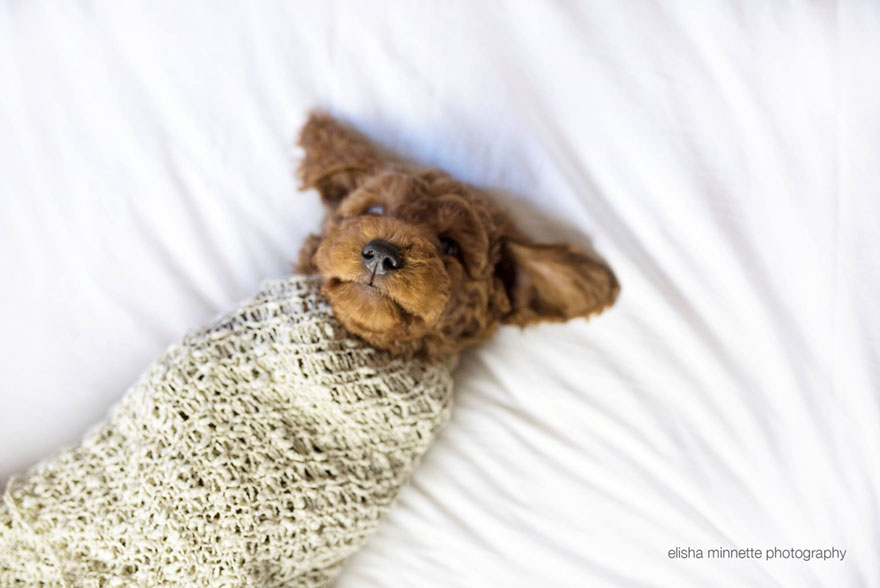 A-Newborn-Photoshoot-With-A-Dog-7