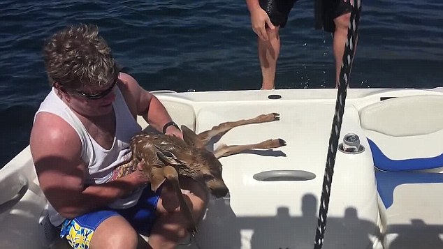 Man-Saves-a-Fawn-From-Drowning-in-the-River-1