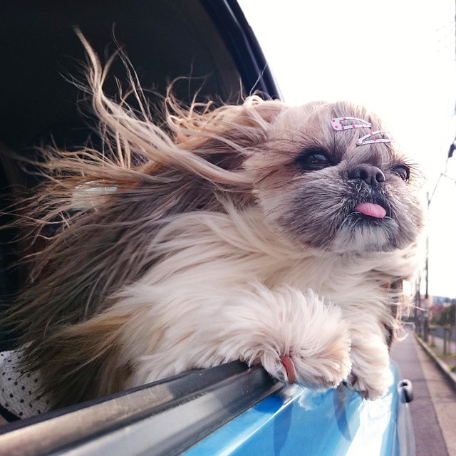 The-Dog-With-The-Most-Unique-Hairstyles-is-Taking-Over-the-Internet-1